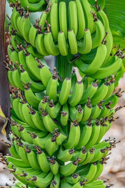 African banana plantation Stock Photos, Royalty Free African banana ...