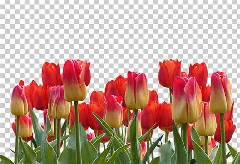 Indira Gandhi Memorial Tulip Garden Flower PNG Clipart Bud Cut