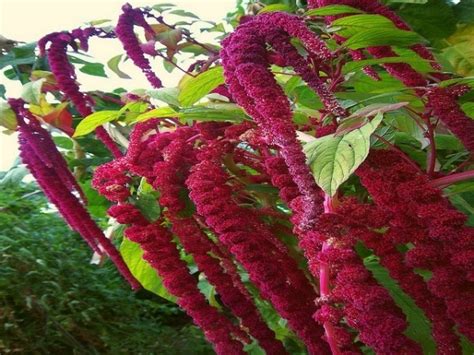 10 Health Benefits of Amaranth Grain and Leaves