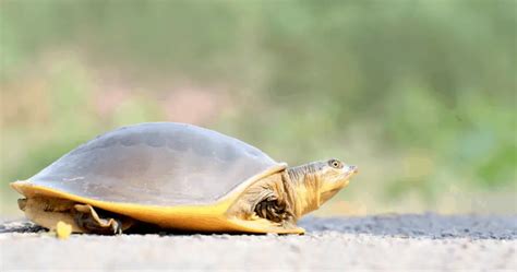 What Color Are Turtles? A Detailed Look at their Diversity in Colors - Reptiles Hub