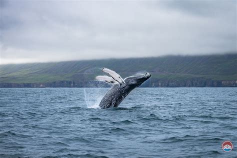 Express Whale Watching from Dalvik - Iceland Highlights