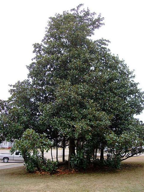 Old Magnolia Tree Ellisville Mississippi By Courthouselover Via