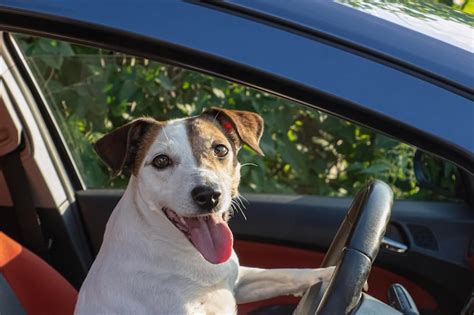 Perro Jack Russell Terrier Un Perro De Pura Raza Sonriente Conduciendo