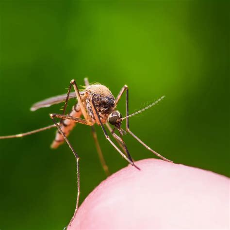 Plante Anti Moustique D Couvrez Les Meilleurs Rem Des Naturels Pour