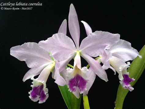 Cattleya Labiata Coerulea Mauro Rosim Flickr