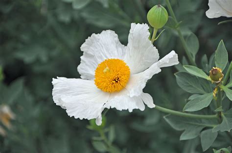 california native plants Front Garden, Diy Garden, Nursery Supplies ...