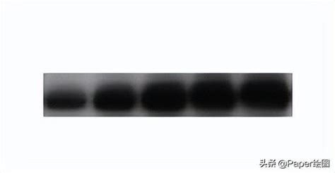 Western Blot——从黑白条带to组合sci图 每日头条