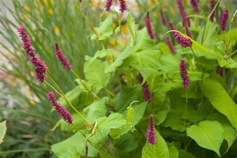 Persicaria Golden Arrow By Scott Weber PDX Via Flickr Vivaces Feuillage