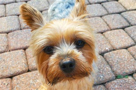 Teacup Yorkies: A Comprehensive Overview for Prospective Owners - Yorkie Clothing