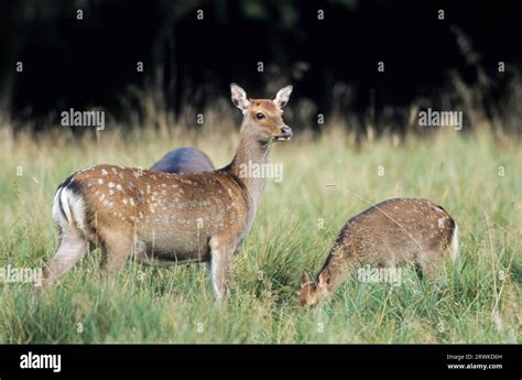 Subspecies: Japanese sika deer (Cervus nippon) Subspecies: Japanese ...