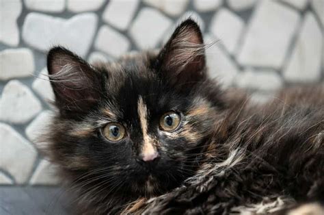 Discover Why Male Tortoiseshell Cats Are So Incredibly Rare A Z Animals