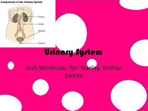 Ppt Urinary System Powerpoint Presentation Free Download Id 2873247