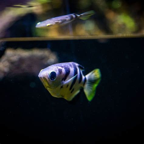 Archer Fish