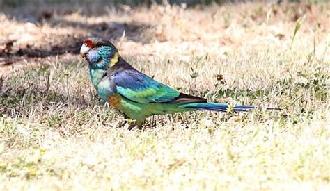 Parrot Encyclopedia | Australian Ringneck | World Parrot Trust