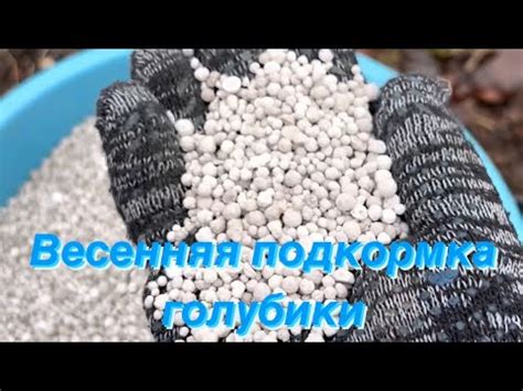 Первая весення подкормка голубики. Подкормка голубики удобрениями. # ...