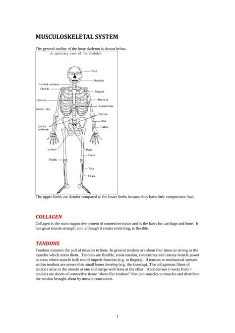 Pdf Musculoskeletal System€¦ · Musculoskeletal System The General Outline Of The Bony Skeleton