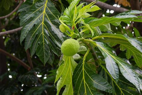 Frutas Del Pan Artocarpus Altilis En El árbol Foto Premium