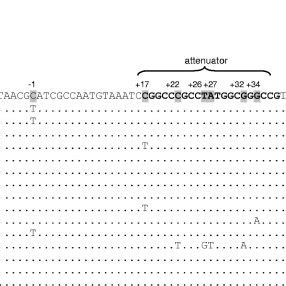 Alignment Of The Chromosomal Ampc Promoter Attenuator And End