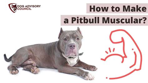 Pitbull Muscle - How to Make a Pitbull Muscular? (What to Feed and ...