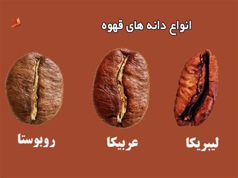 قهوه چیست؟ تاریخچه پیدایش مزایا و مضرات نوشیدن آن