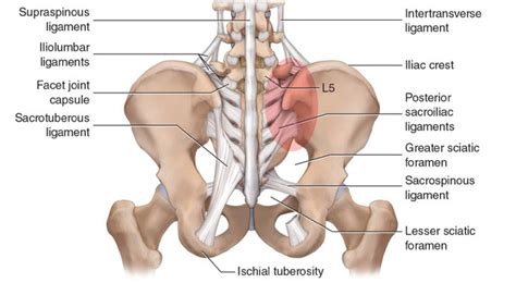 Sacroiliac Techniques Diagram Quizlet