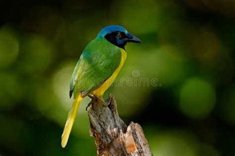 Gaio Verde Yncas De Cyanocorax Natureza Selvagem Belize Pássaro