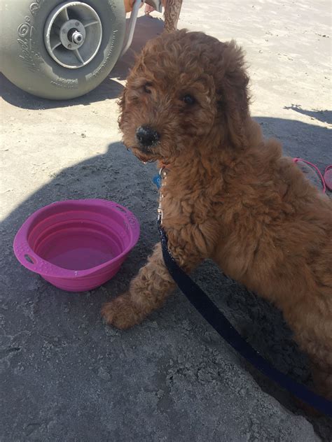 Puppy At The Beach Goldendoodle Puppy Mydoodollie Goldendoodle Puppy