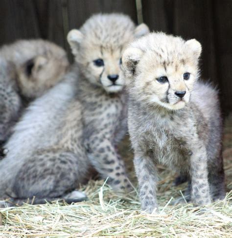 Four Cheetah Cubs Born at White Oak - White Oak Conservation