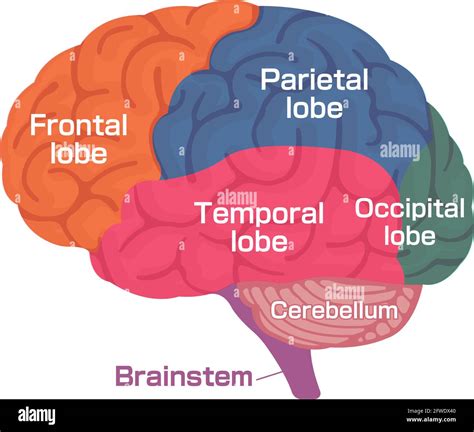 Ilustración vectorial de la estructura anatómica del cerebro humano