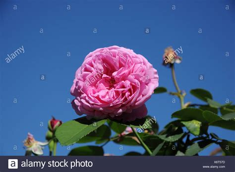 Bourbon Rose Stock Photos & Bourbon Rose Stock Images - Alamy