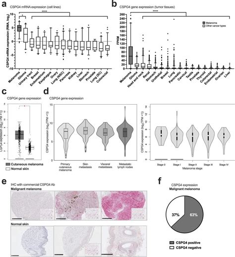 Researchers Find New IgE Antibody Targeting Skin Cancer Healthcare In