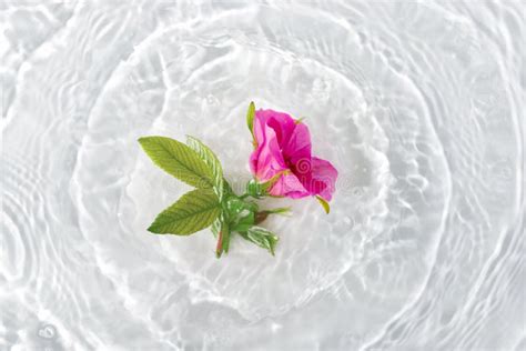 Beautiful Rose Petals Macro With Drop Floating On Surface Of The Water