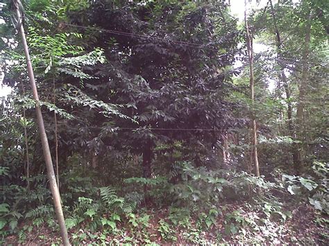 burahol buah kerajaan langka koran kampus ipb