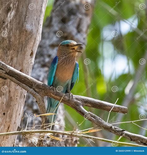 Indian Roller Coracias Benghalensis Colorful Bird Stock Image Image