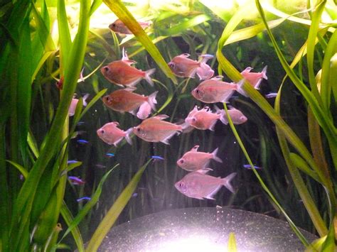 Bleeding Heart Tetra (Hyphessobrycon erythrostigma) - Tetra Fish Care