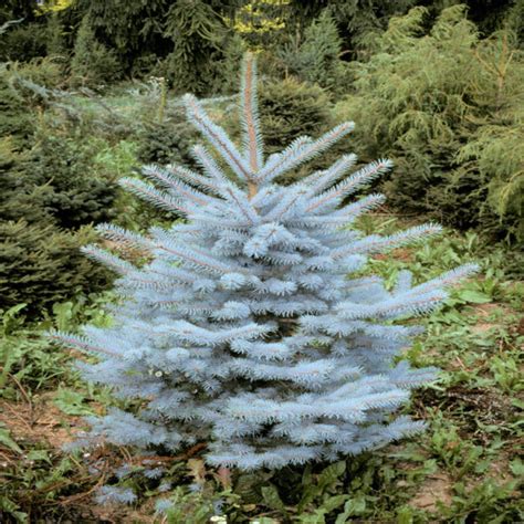 Picea pungens Edith Rasadnik Cvjetićanin