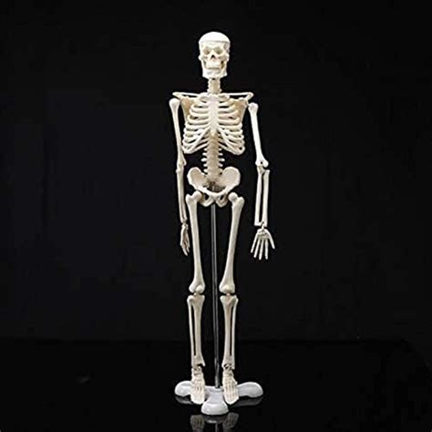 Teaching Model 45CM Human Anatomical Anatomy Skeleton Model Medical