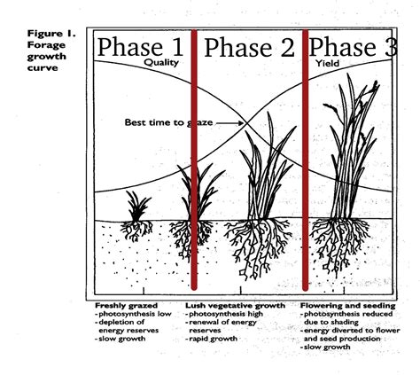 Stages Of Grass Growth