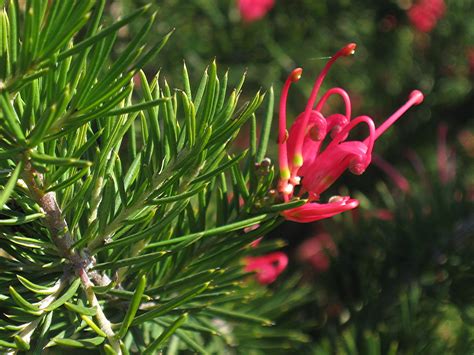 Susanne Hansen: Small Evergreen Flowering Shrubs Australia - Top Ten