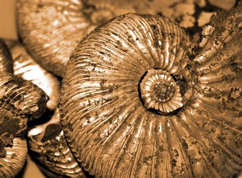 Fossilized Ammonites Background Stock Photo Colourbox