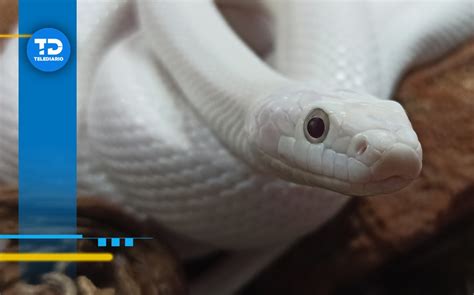 Escobedo Nuevo León Encuentran a serpiente ratonera en casa VIDEO