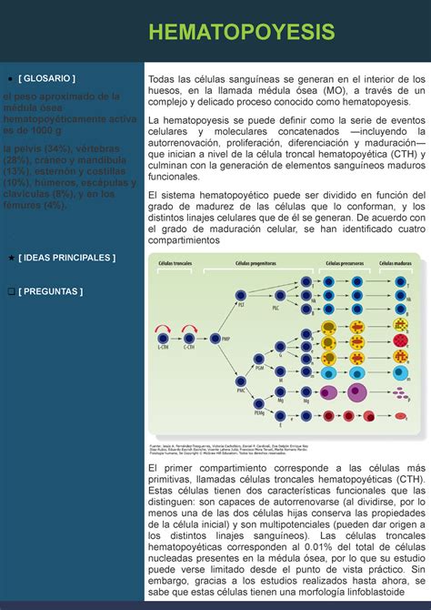 Hematopoyesis HEMATOPOYESIS GLOSARIO El Peso Aproximado De La