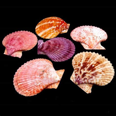 Морские раковины гребешок цветной Pectin nobilis, размер: 6.5-8см (ID ...