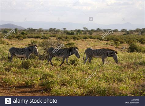 Grevy S Zebra Equus Grevyi Three Individuals Standing In Savanna