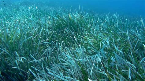 Tiger Sharks Help Survey The Bahamas Seagrass Ecosystem