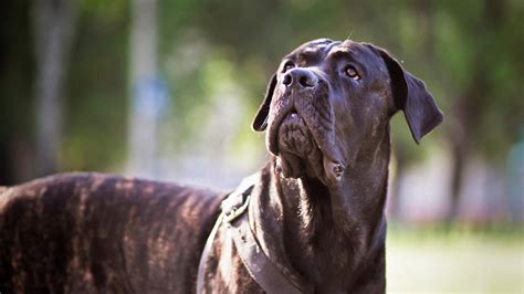 Cane Corso Colors Common Rare Coat Types Explained