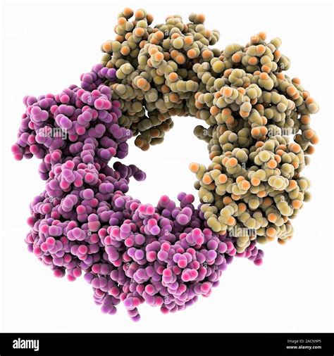 Dna Polymerase Iii Beta Subunits Molecular Model Dna Polymerases Are Enzymes That Synthesise