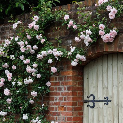 Buy rose New Dawn (climbing) Rosa 'New Dawn': Delivery by Waitrose Garden in association with Crocus