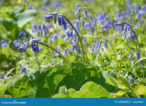 Bluebells Flowering in Early Spring, Dorset, UK Stock Image - Image of ...