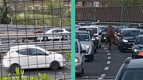 Cavallo corre tra le auto in tangenziale a Napoli è stato recuperato e